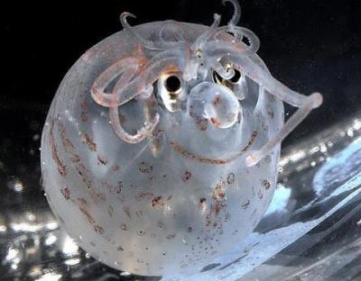 Прикрепленное изображение: 384192_413177052078965_1228995343_n.jpg